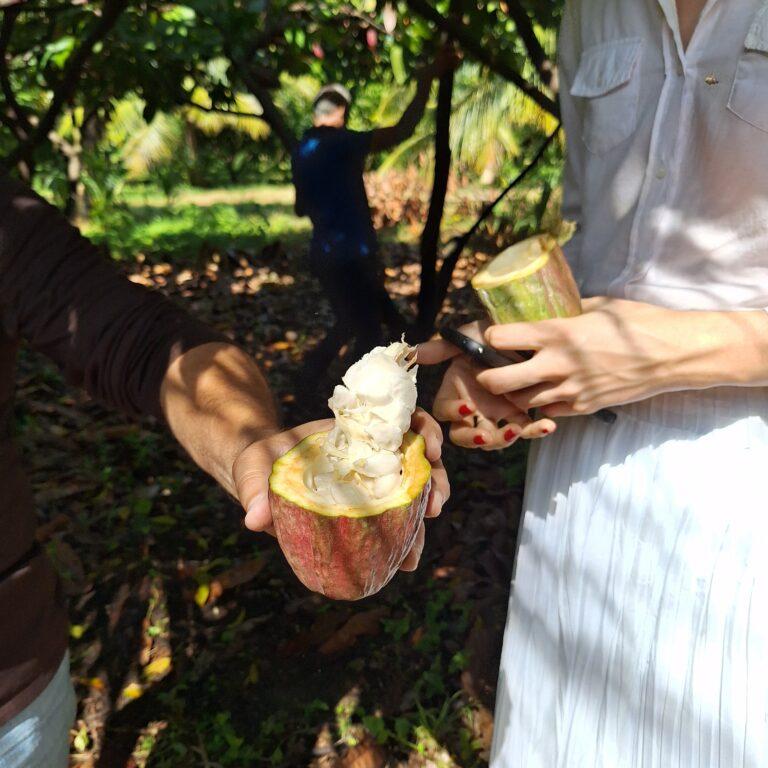 Produção de cacau no Ceará é destaque em pesquisa na Escola de Gastronomia Social